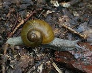 エゾマイマイほか