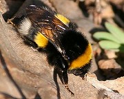 セイヨウオオマルハナバチ