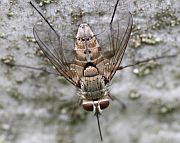 クチナガハリバエ
