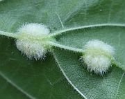 クワハコブタマバエ（虫えい）