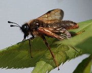 ヒラクチハバチの一種