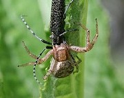 カニグモの一種