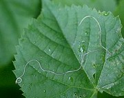 ハリガネムシの類