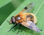 ベッコウハナアブ