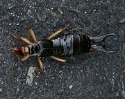 クギヌキハサミムシ