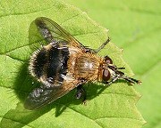 ヨコジマオオハリバエ