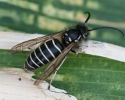 シダクロスズメバチ