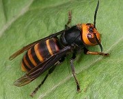 コガタスズメバチ