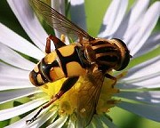 キベリアシブトハナアブ