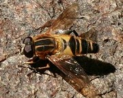 アシブトハナアブ