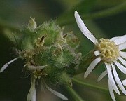 ゴマナハナタマバエ（虫えい）