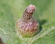 ヨモギエボシタマバエ（虫えい）