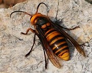 オオスズメバチ