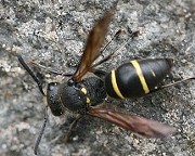 エゾスジドロバチ