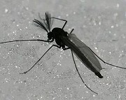 ユスリカの一種