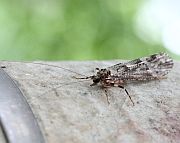 ヒゲナガカワトビケラ