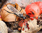 マツムラトガリヒメバチ