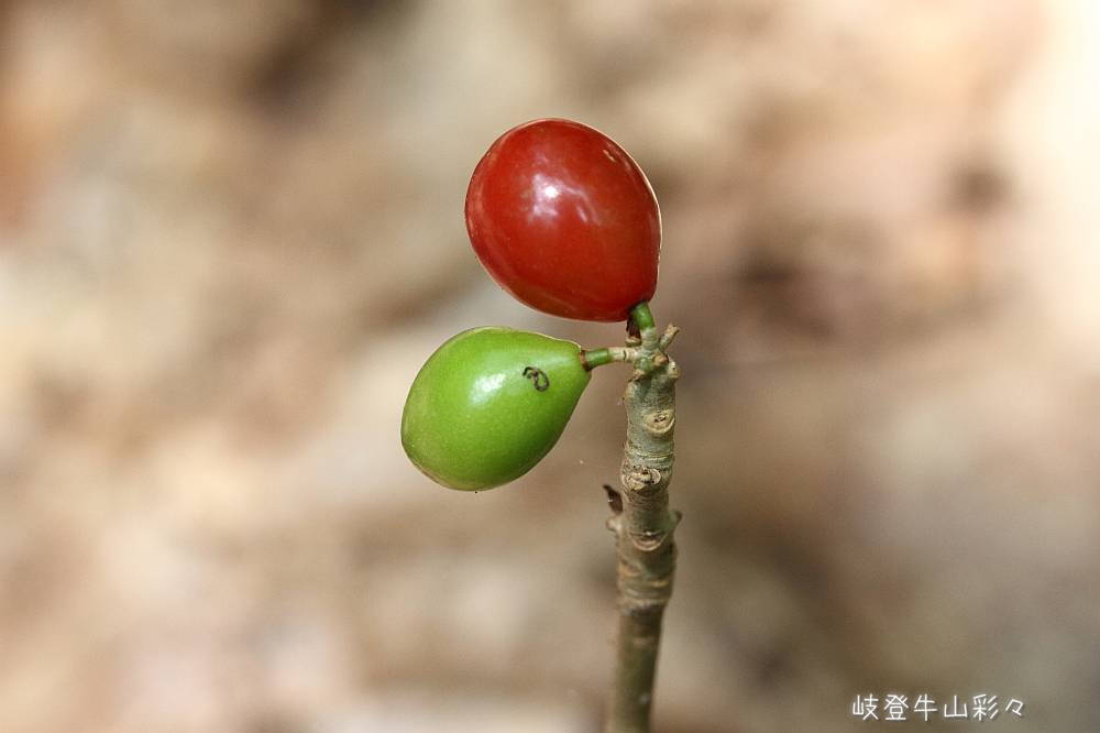 画像クリックで拡大、ふたたびクリックで元に戻ります。