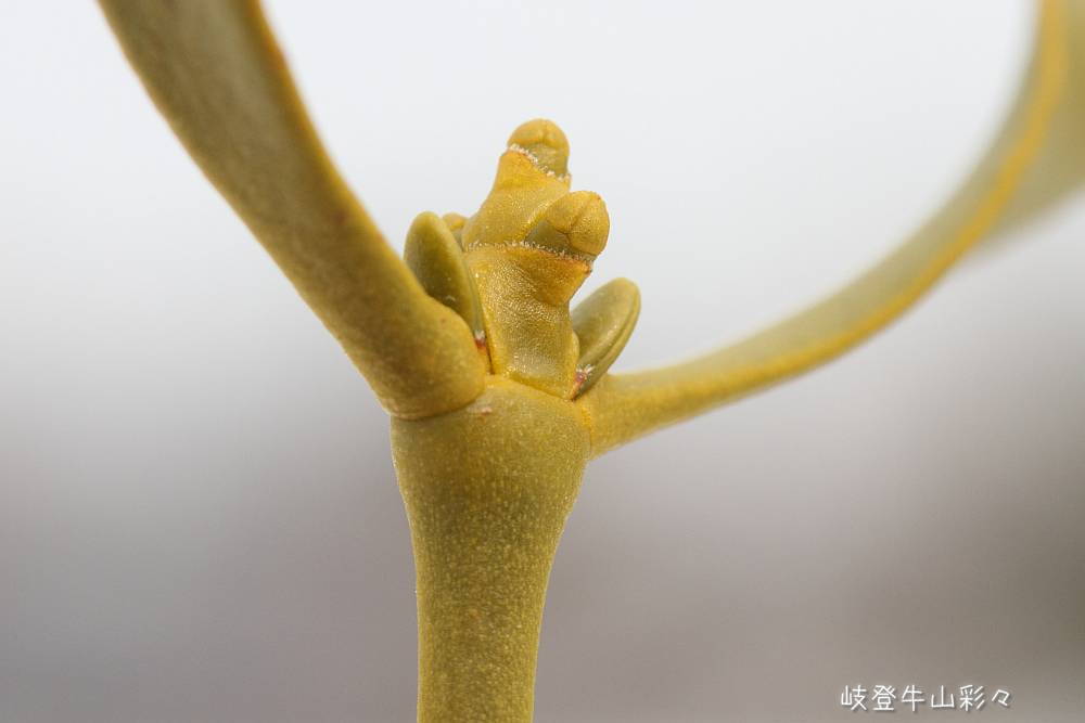 画像クリックで拡大、ふたたびクリックで元に戻ります。