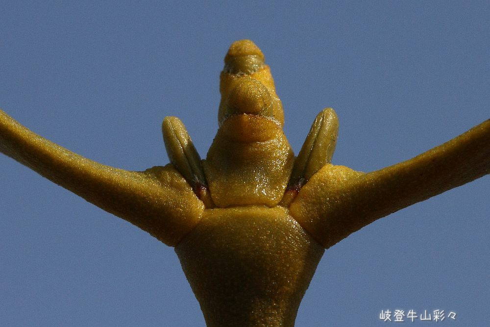 画像クリックで拡大、ふたたびクリックで元に戻ります。