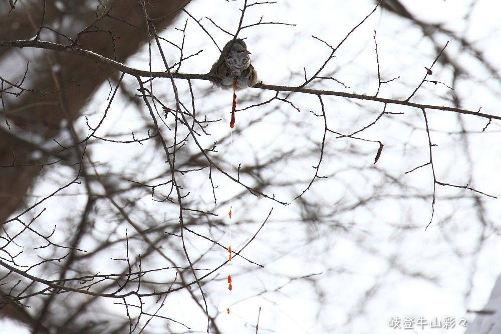 画像クリックで拡大、ふたたびクリックで元に戻ります。