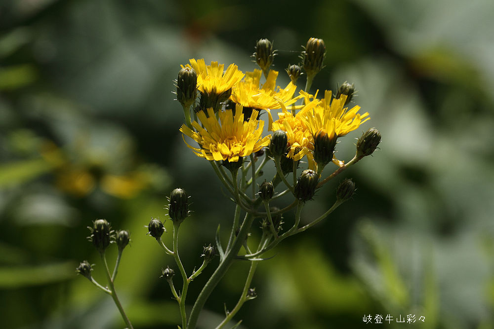 ヤナギタンポポ