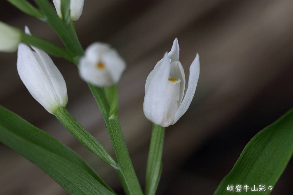 画像クリックで拡大、ふたたびクリックで元に戻ります。