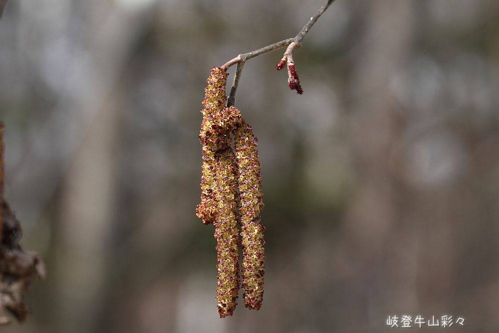 画像クリックで拡大、ふたたびクリックで元に戻ります。