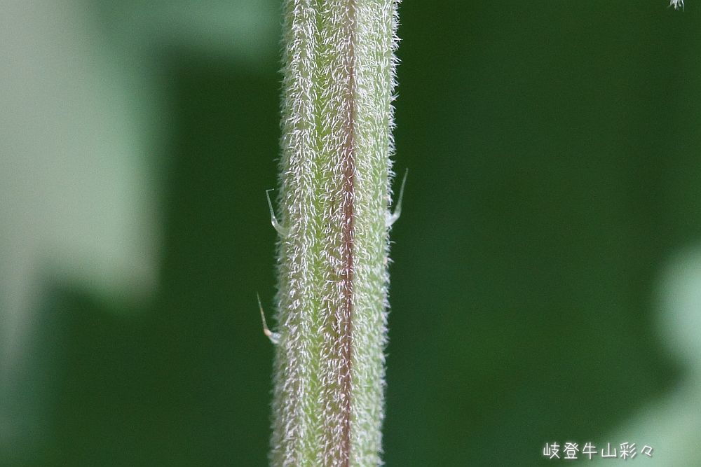 ホソバイラクサ