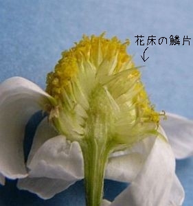 J~chL̉ԏ̗ؕ